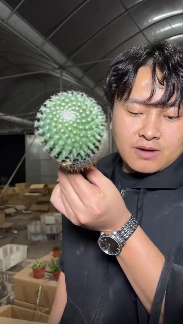 3颗 单头 玉翁【实生根】