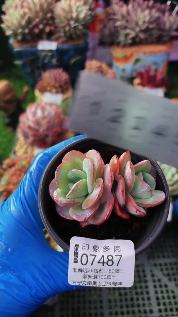 昆明印象多肉07487