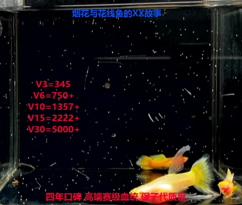 孔雀鱼黄金玻璃大宽C压成种鱼福利1对