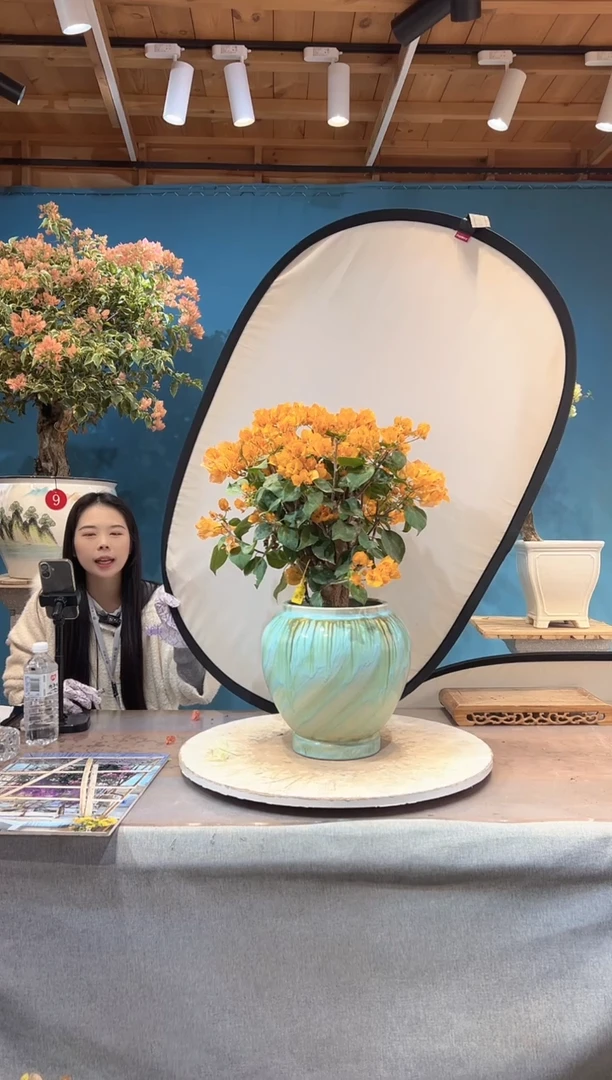 少量花朵（建议范围：2朵-5朵 或40%以下）金色光辉三角梅