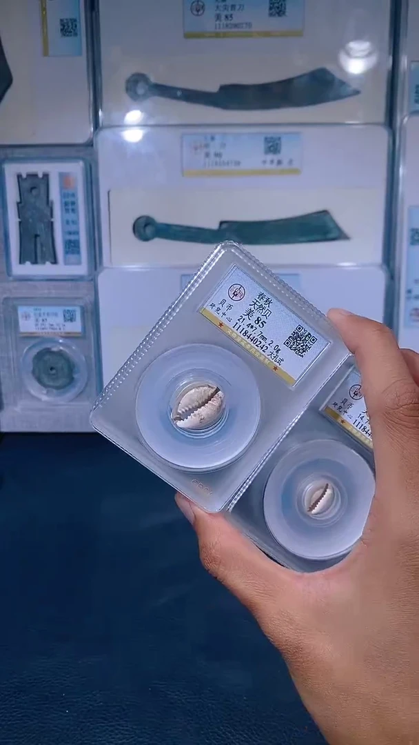 金琪珍 天然贝一枚