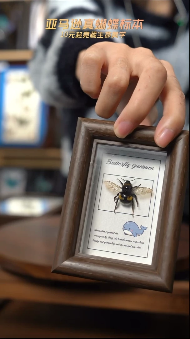 昆虫标本摆件竞拍d549