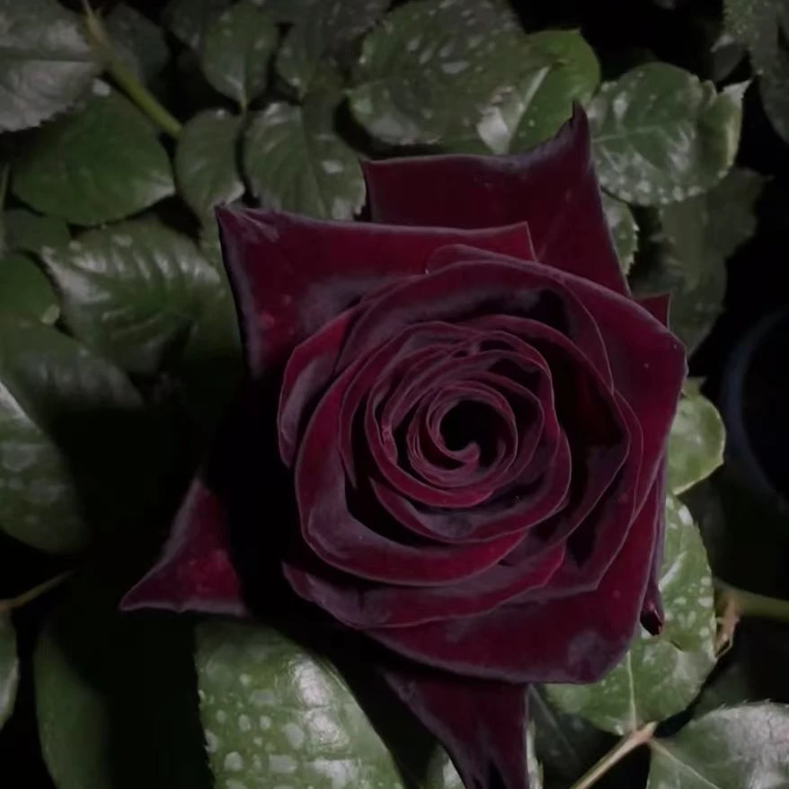 黑巴克 超新品玫瑰花园玫瑰花苗盆栽大花绿植盆栽