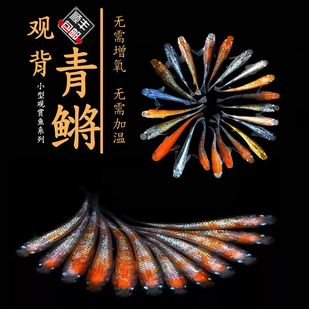 『顺丰包邮』观背青鳉冷水观赏鱼古法好养耐活办公桌微景鱼淡水鱼