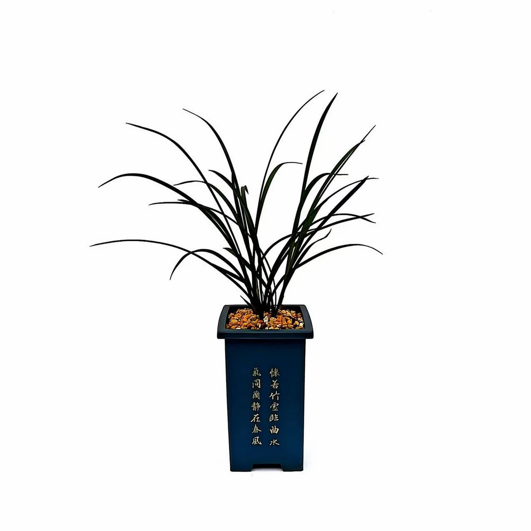 【大元宝】春兰珍品室内外阳台客厅花卉绿植盆栽基地带盆直发