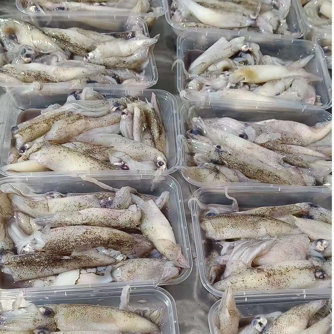 （公体无籽）笔管鱼海兔子火锅 白灼 辣炒 4斤装 冷冻发货 顺丰包邮