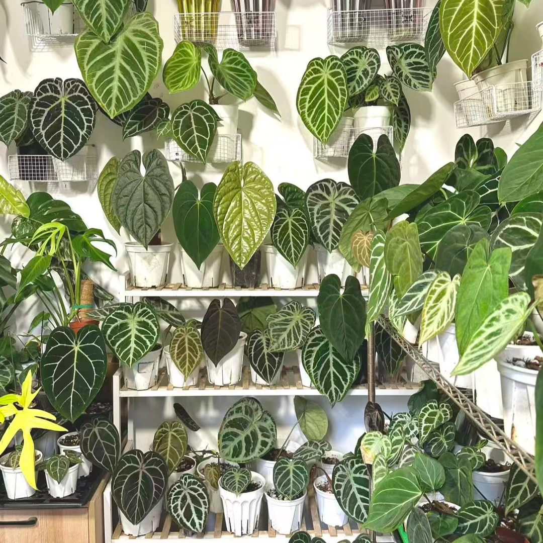 鑫玺花烛一物一拍网红热植盆栽植物适合ins风家居软装