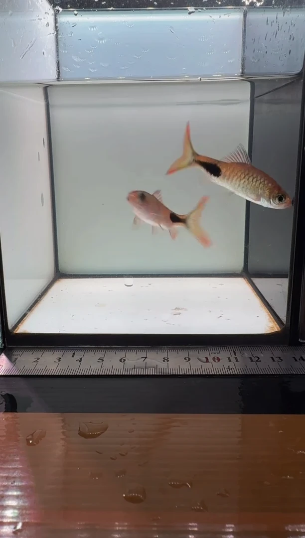 海水鱼彩虹道人22
