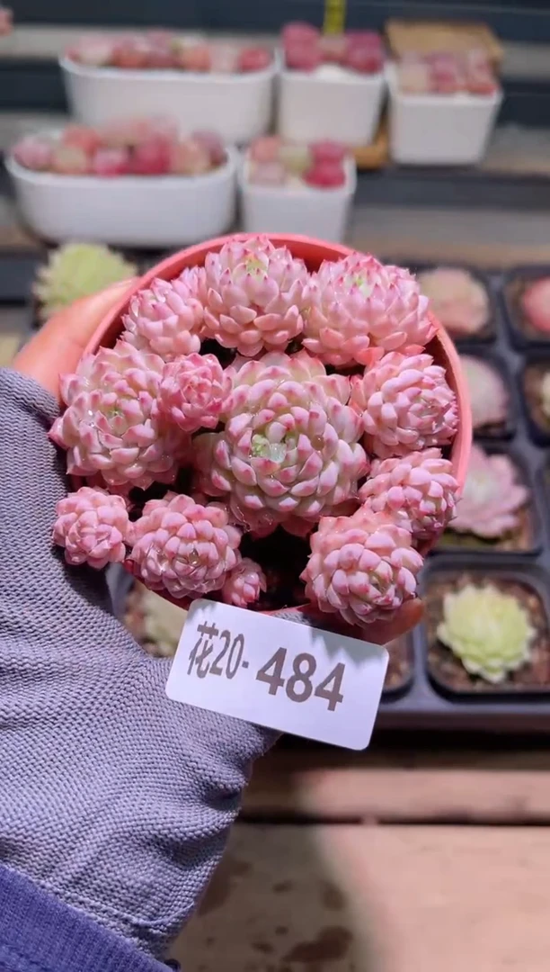 【闪购商品】20-484小粉梅