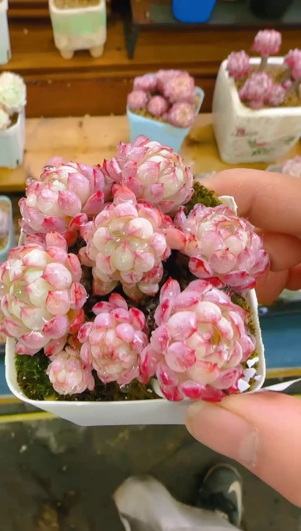 【闪购商品】福—098—仙农（小红包）