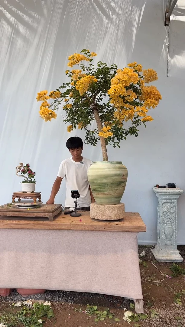 无花朵彧*三角梅59