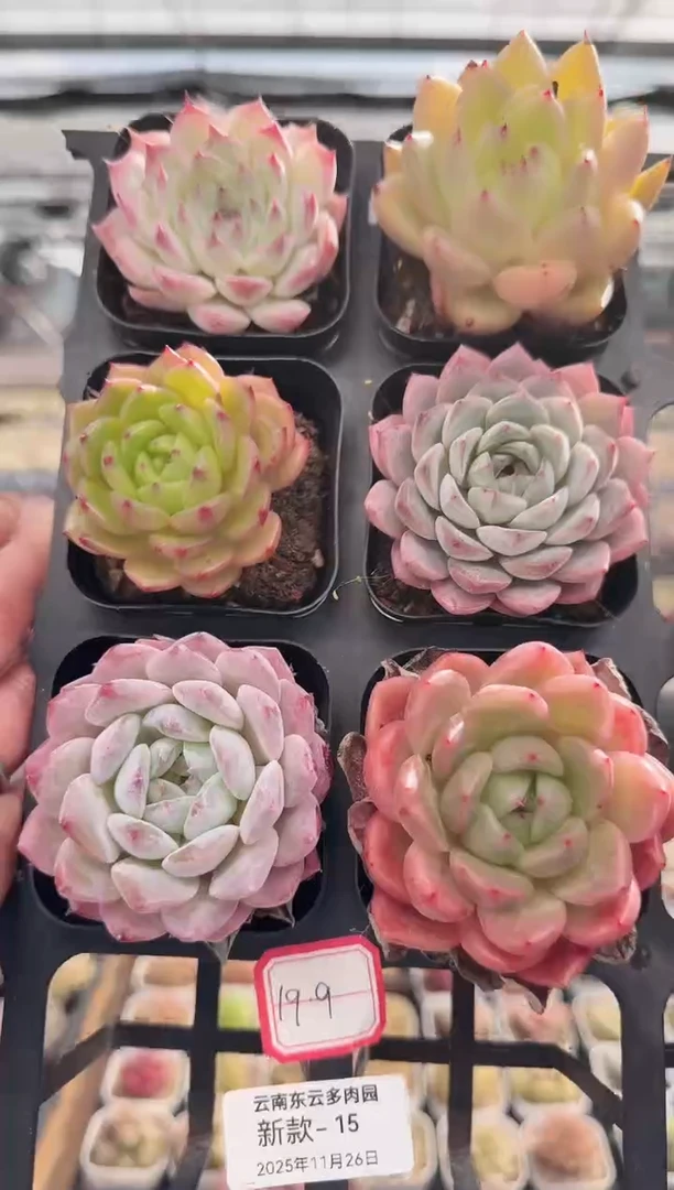 东云多肉园新款-15