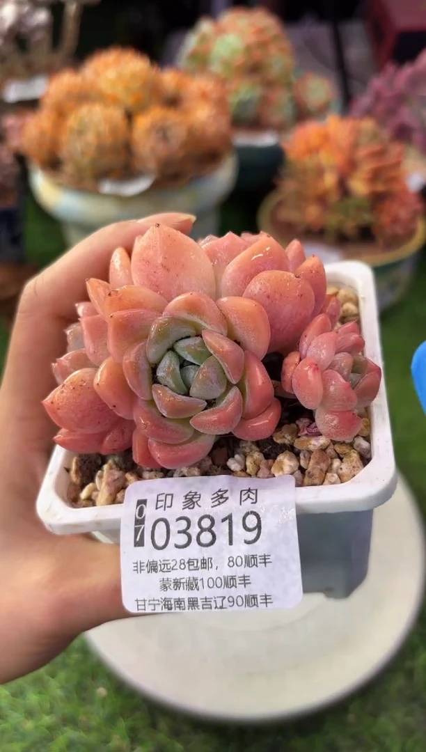 昆明印象多肉03819
