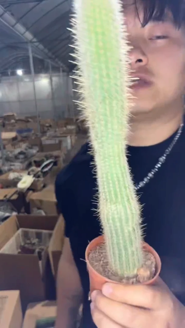 吹雪柱【带根】20-30cm