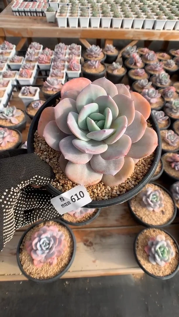 610奶茶多肉植物一物一拍