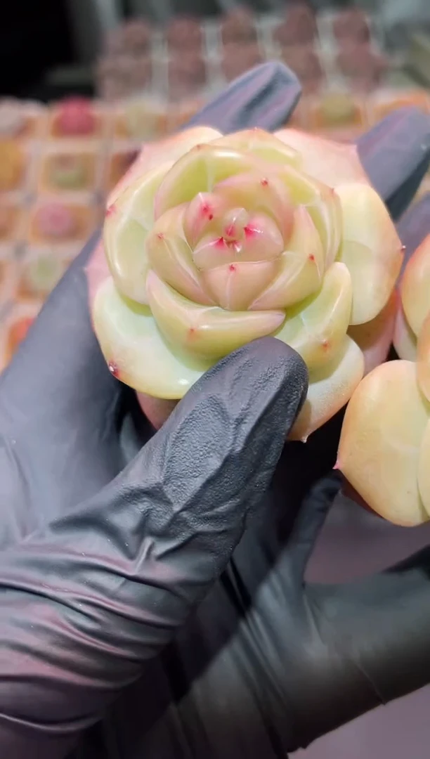 闪购3175 珠颜多肉一颗 4-4.5厘米