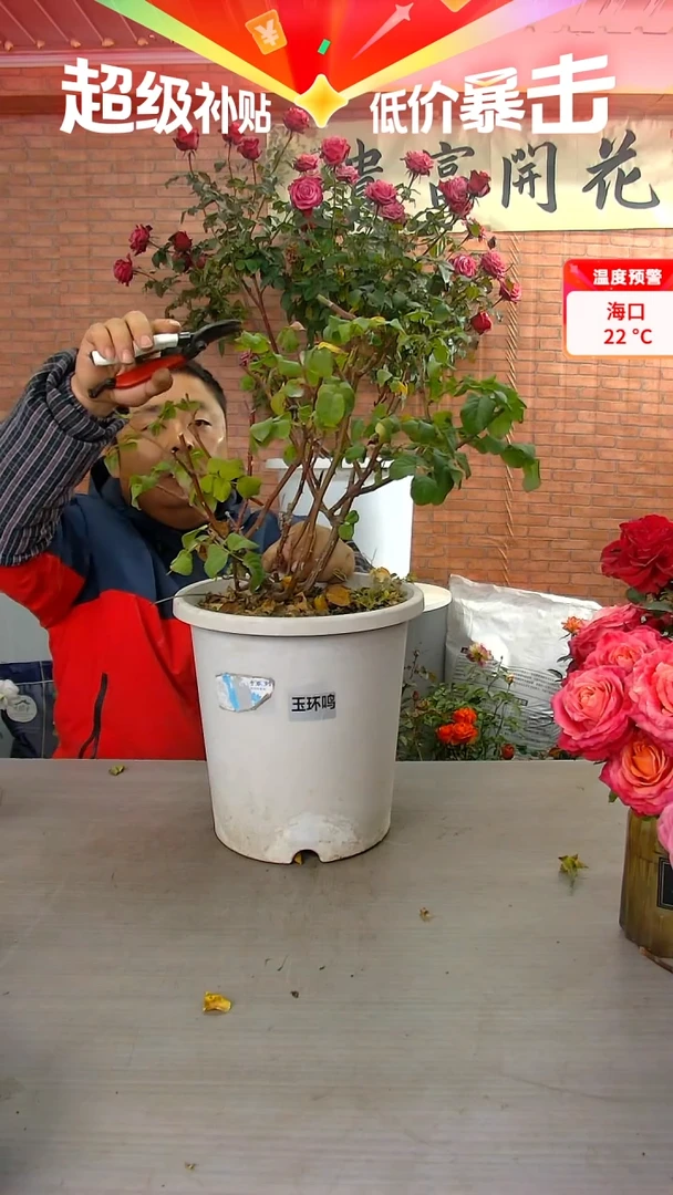 当前无花朵，栽培后可花朵月**?玉环鸣5加