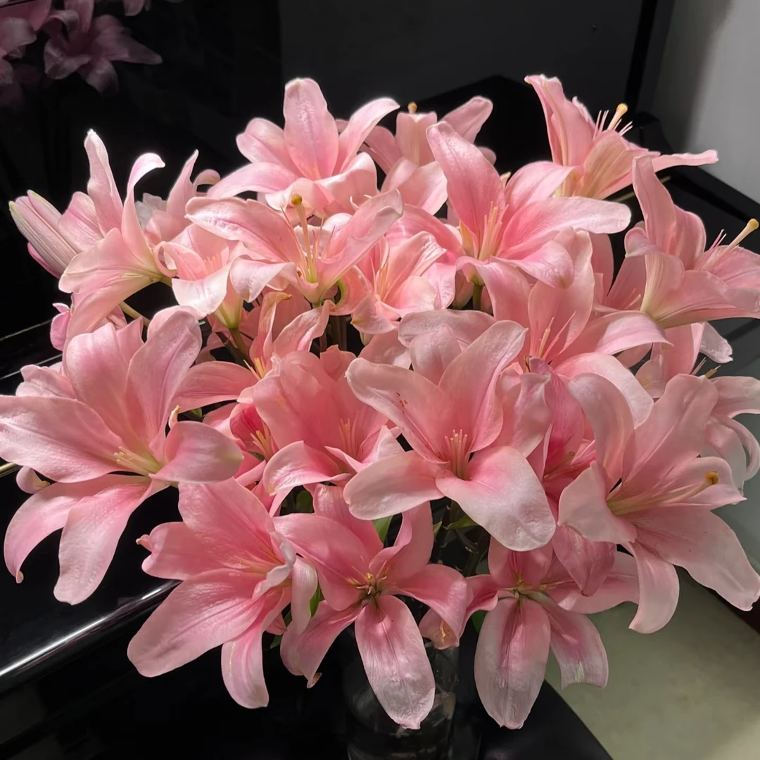 【小粉仙】-单瓣亚百合任意两单升级顺丰冷链/京东/德邦或邮政空运