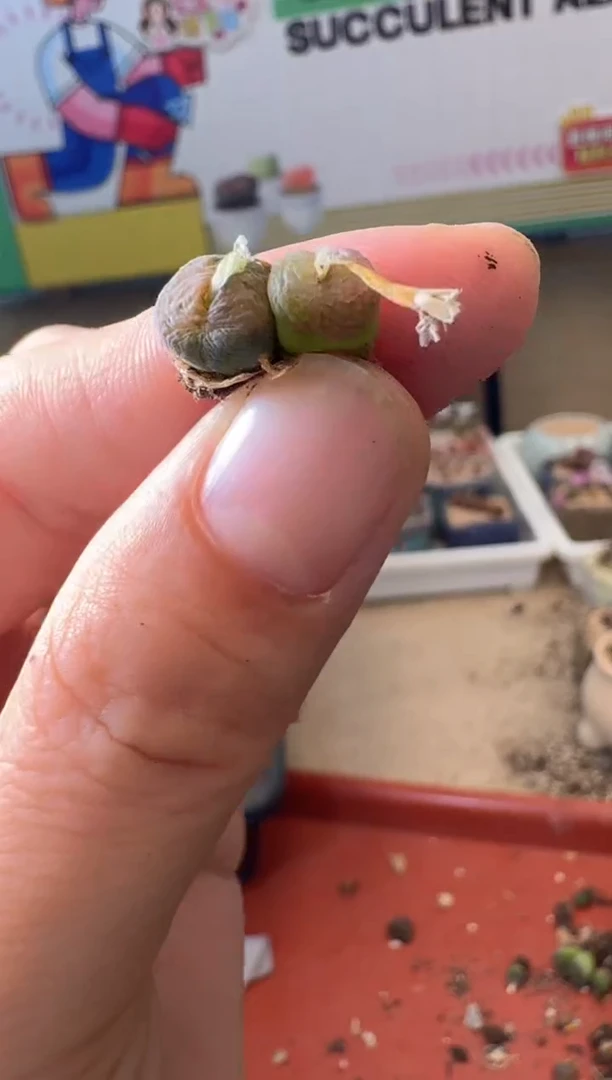 5-373多肉植物肉锥勋章一颗缺水