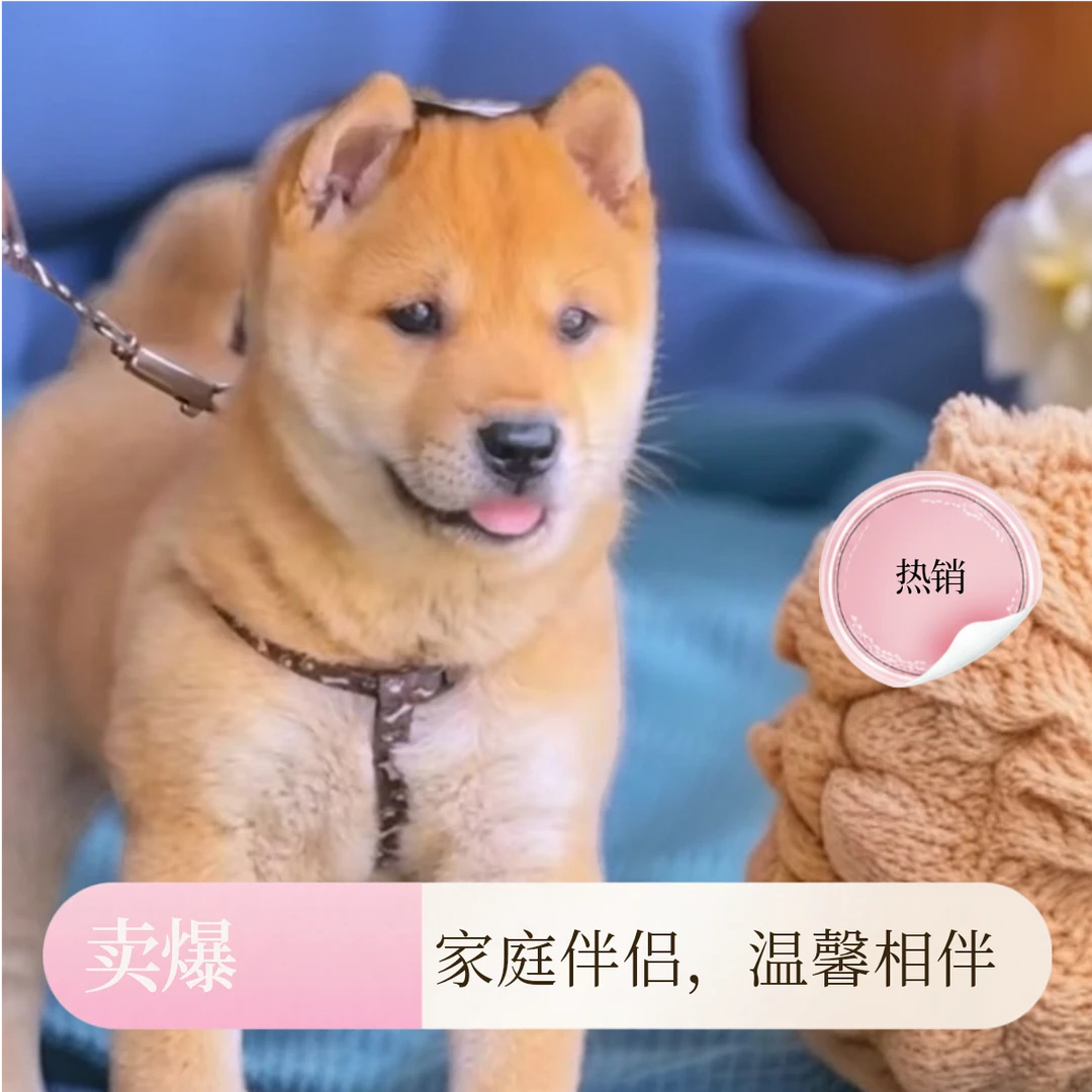 （汪汪队大队长）中华田园犬狗狗活体