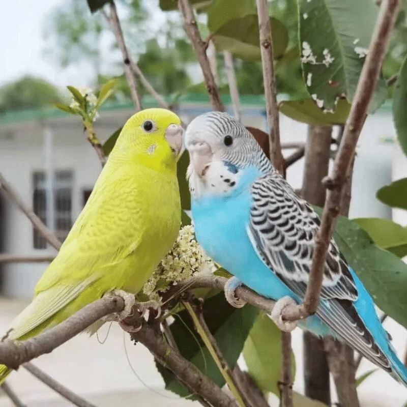 虎皮鹦鹉活鸟手养宠物鸟适合家养可繁殖观赏亲人
