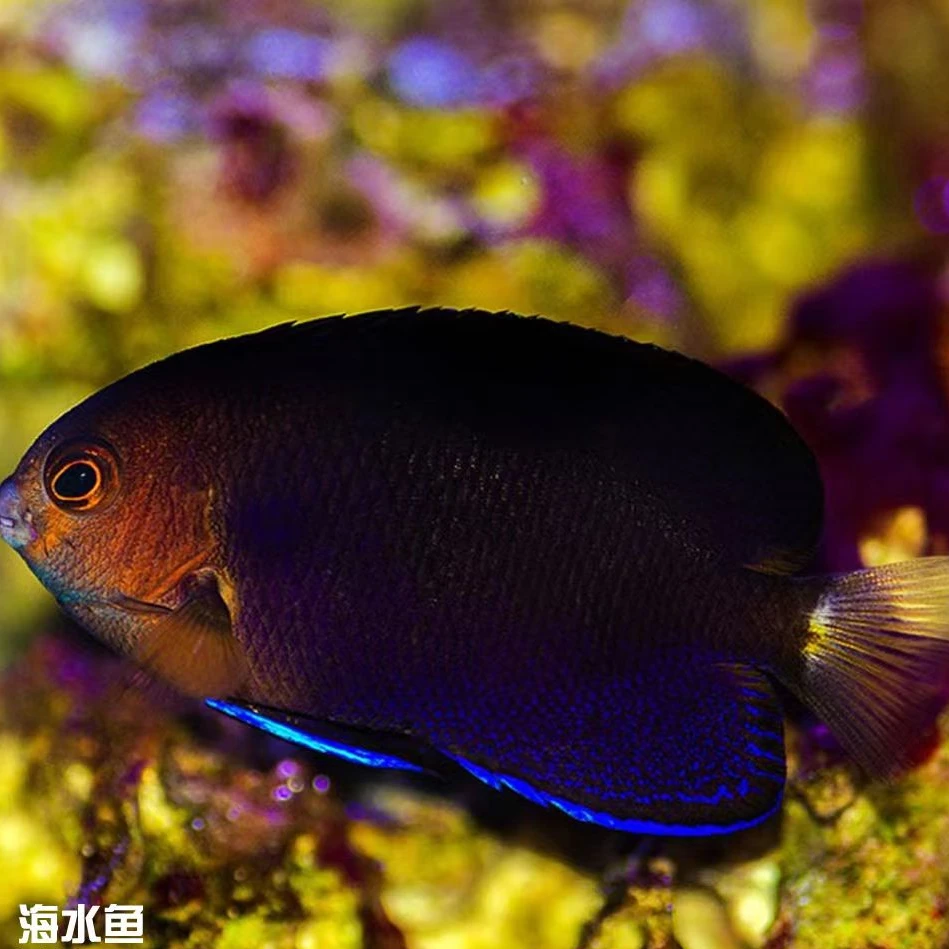海水观赏鱼 小蓝仙