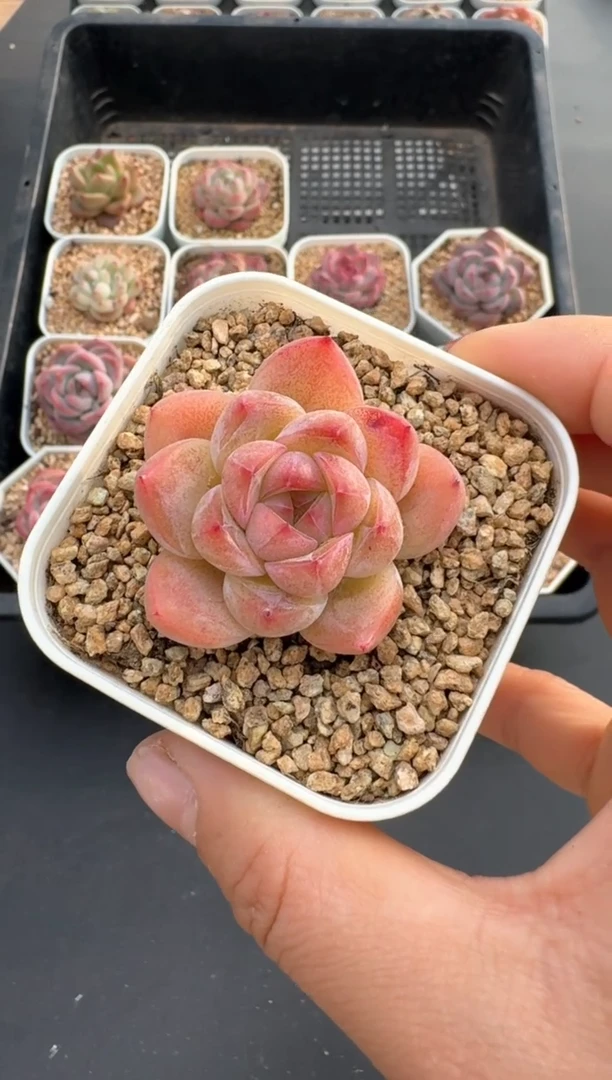 【闪购商品】505C物拍多肉带盆土6.5杯拍3颗包柚