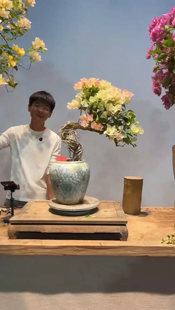 全部花朵小**蓝三角梅36