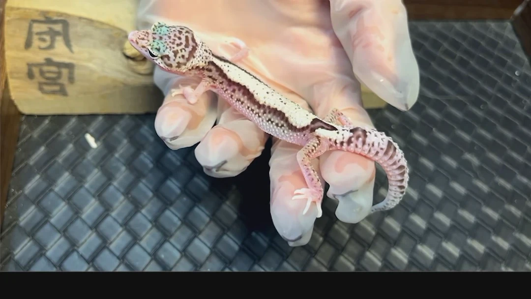 豹纹守宫豹纹守宫捌