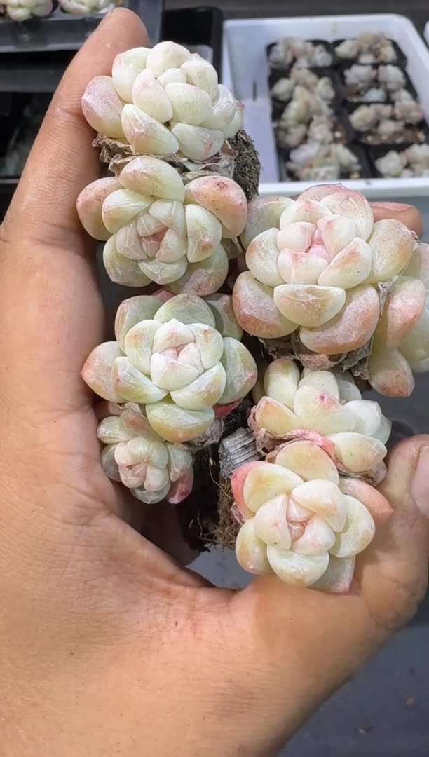 【闪购商品】09号到手5棵--江北一物一拍