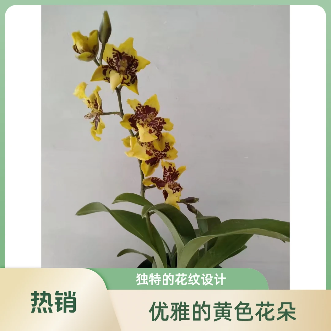 桌面盆栽款香妃文心兰