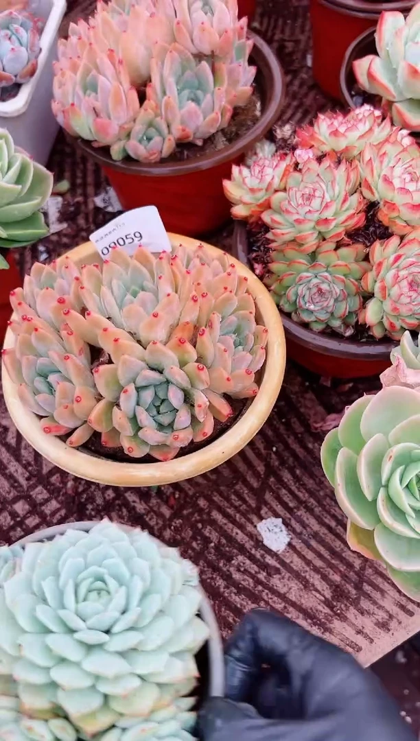 ?****✌多肉植物一物一拍09059