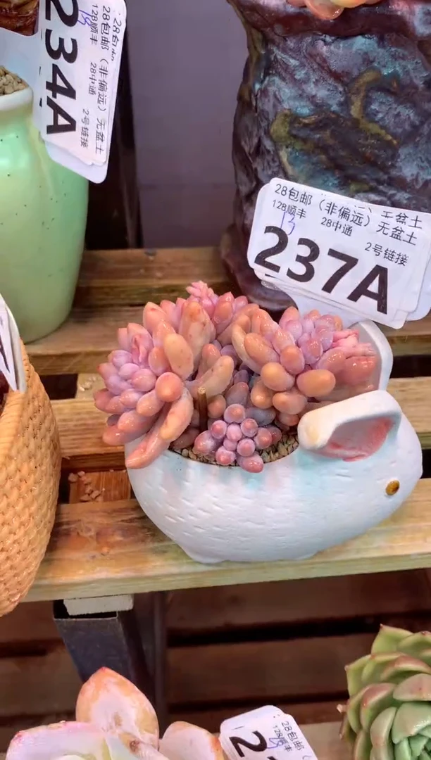 237A（一物一拍，精品多肉，w所见即所得 ）