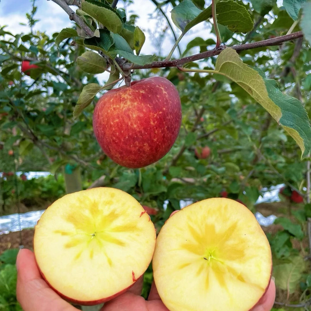 【首衡甄选】大凉山盐源丑苹果想脆甜四川省