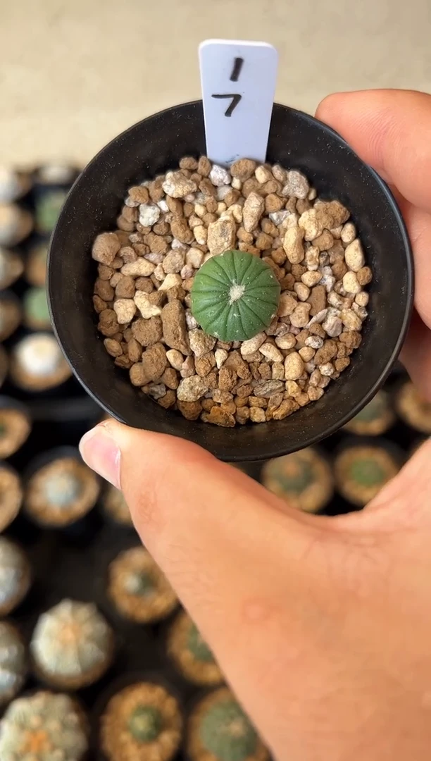 十三棱琉璃实生根星兜，编码17