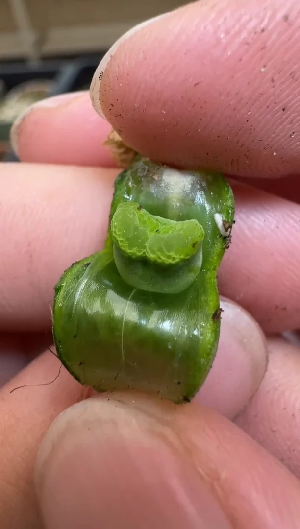 【闪购商品】2/4-180