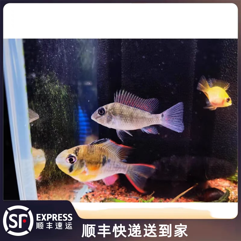 红颊马面食土鲷温顺好养