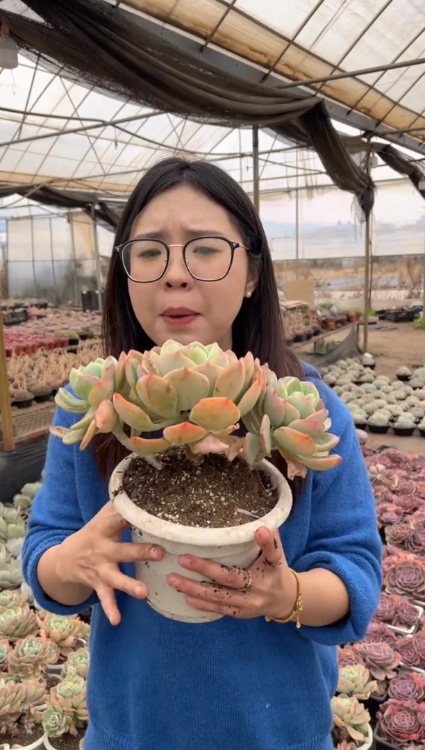 【闪购商品】52-三头起白月光7.2