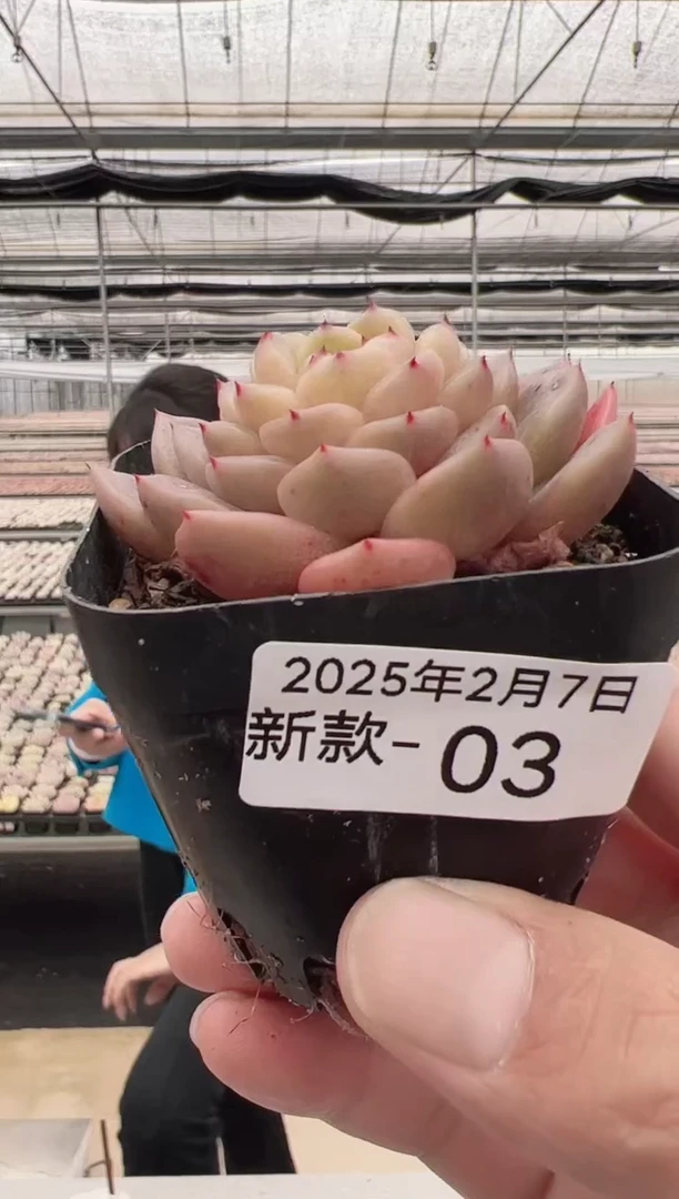 【闪购商品】新款多肉-3