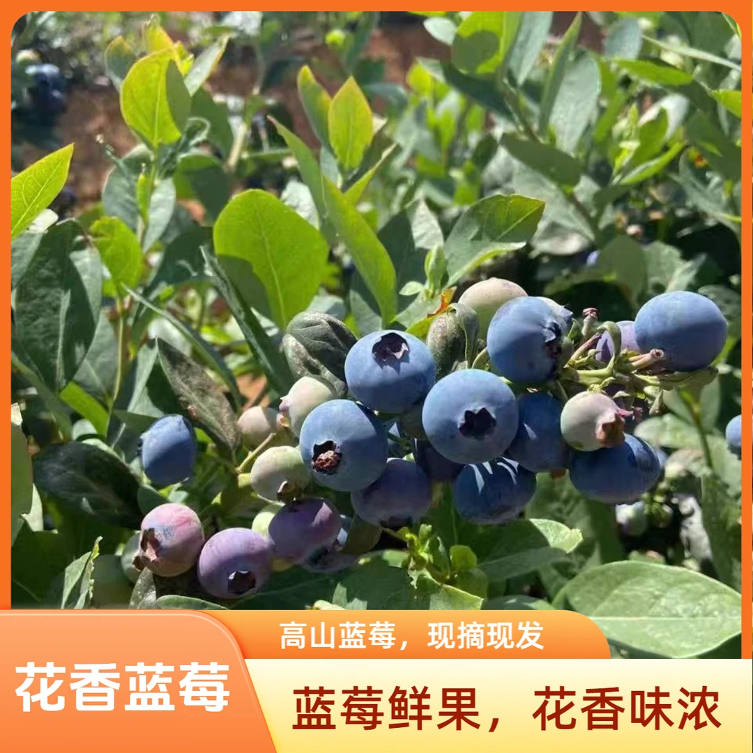 【蓝莓22+大果】云南高山蓝莓新鲜蓝莓 大颗花香蓝莓净重115g/盒±5g 22mmF6云南省红河哈尼族彝族自治州