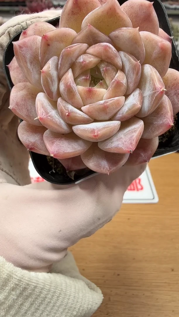 东云多肉园二店-199