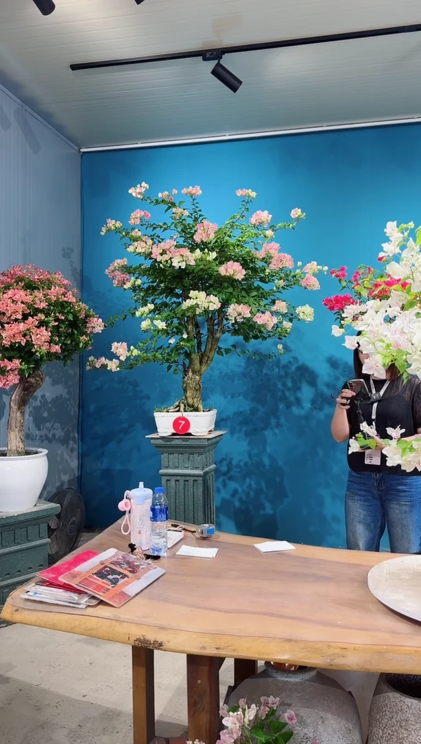 全部花朵用****77号绿叶樱花三角梅