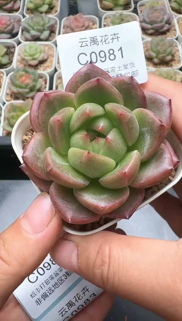 981C云禹多肉植物 带盆土纸巾打包 3颗包邮