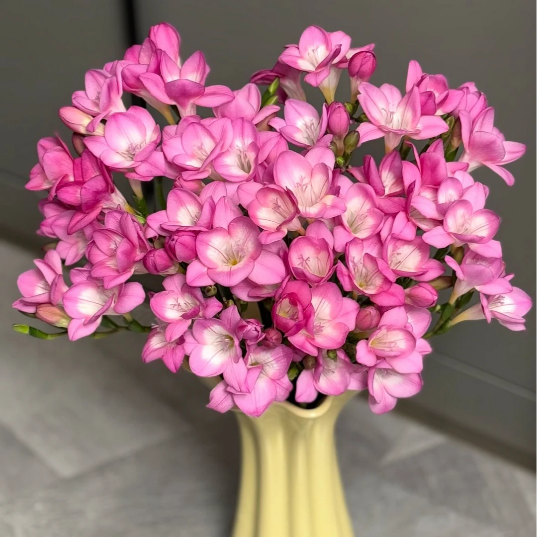 【一品花集】【海滨粉】香雪兰   云南昆明基地直发家用鲜花