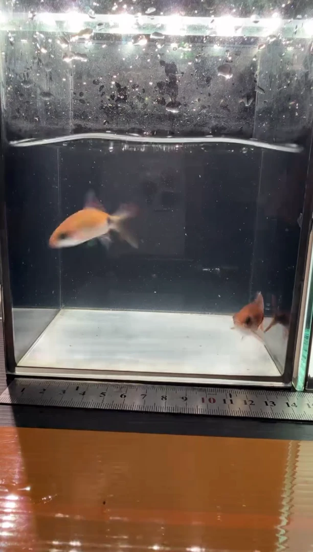 海水鱼彩虹道人111