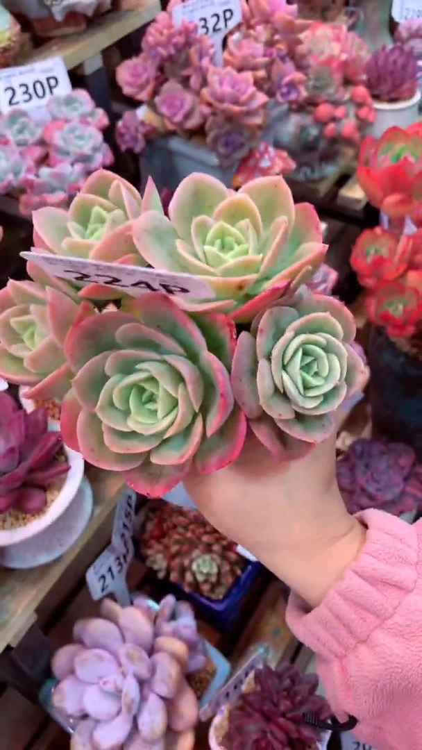 224P  (一物一拍实付满28发货，默认不带盆土）