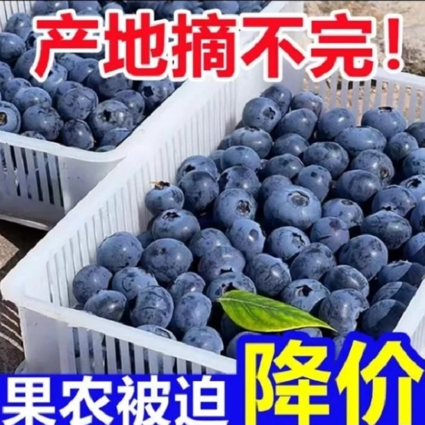 [蓝莓大果] 15-18mm新鲜果园连云港新鲜采摘蓝莓酸甜爆汁