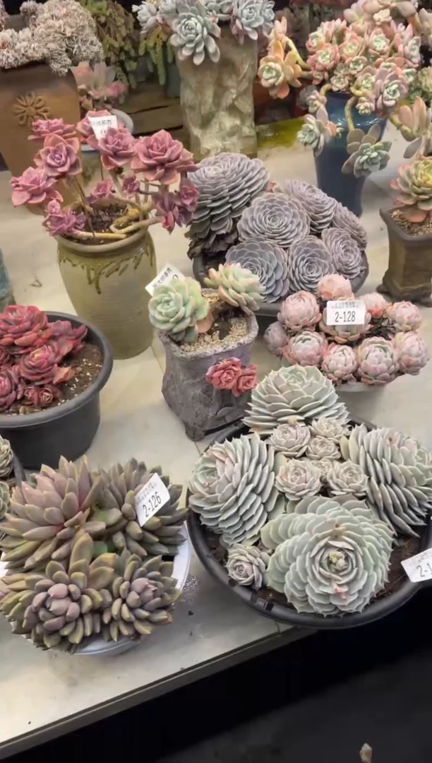 【闪购商品】2-128贝瑞