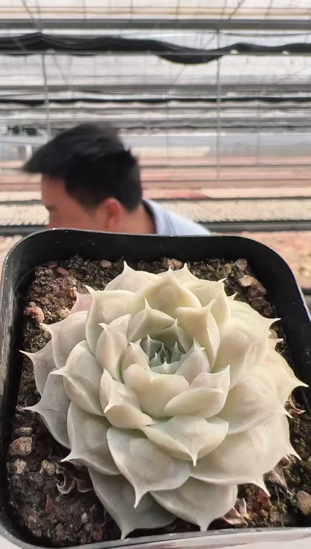 【闪购商品】留财猫-4