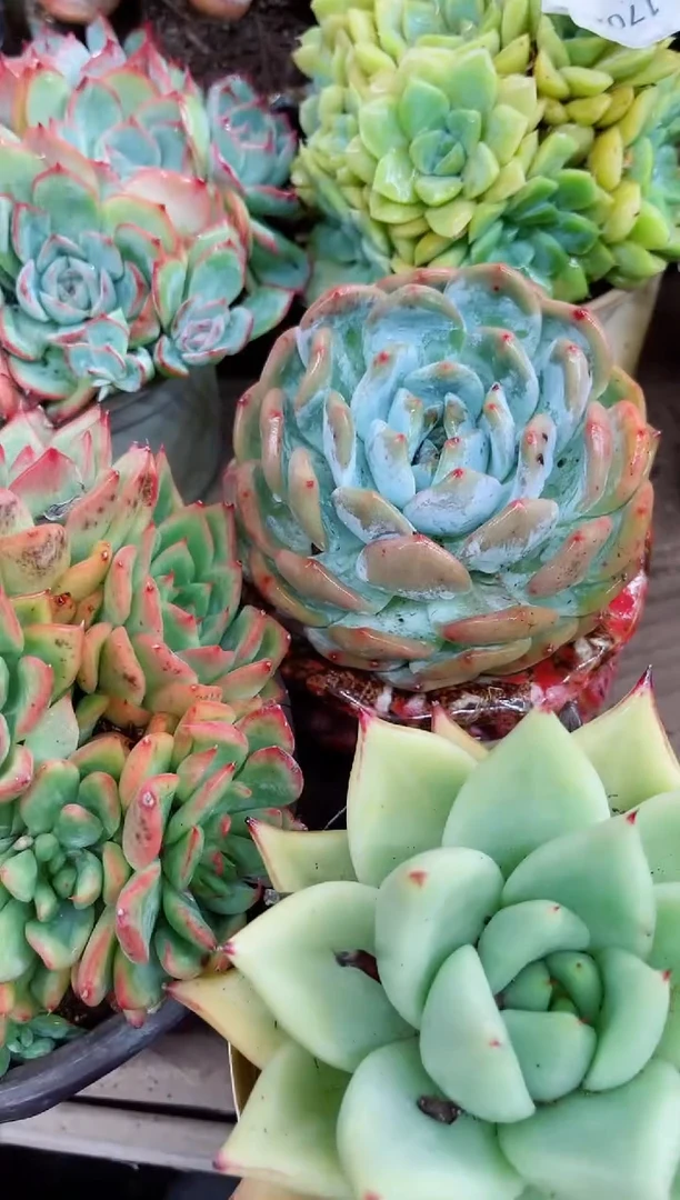 明**我17029多肉植物一物一拍